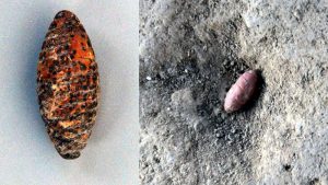 6,000-year-old Stone-Carved Silkworm Cocoons Discovered in Shanxi