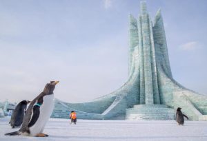 Penguins Visit Harbin Ice-Snow World Opening