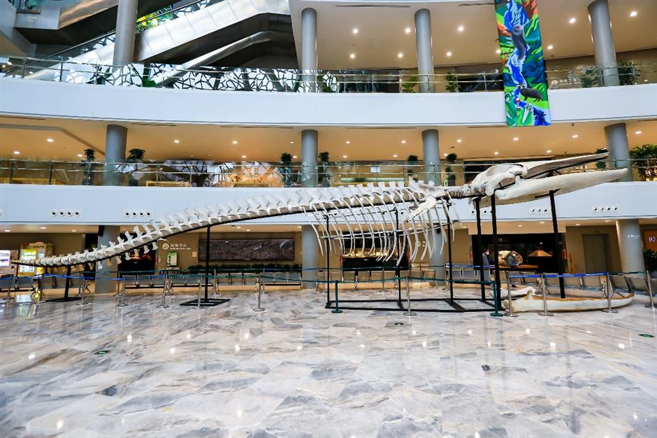 Shanghai Natural History Museum's Giant Whale to be Revived in Metaverse