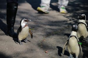 Baby Penguin Takes First Walk at Shanghai Zoo
