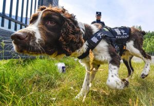 15 Border Police Dogs Honoured with Citations