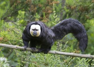 Monkey Gains Online Attention for Unusual Looks
