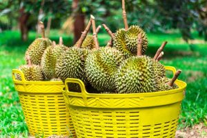 Philippines to Start Exporting Durians to China