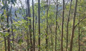 10,000 Rare Wild Trees Discovered in Guizhou