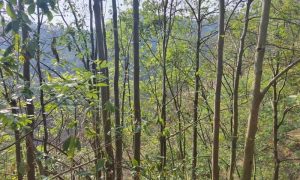 10,000 Rare Wild Trees Discovered in Guizhou