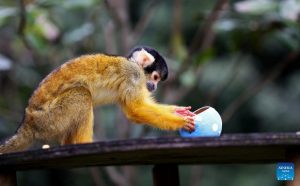 Animals Enjoy "Easter Eggs" at London Zoo