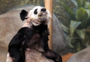 Giant Panda Ya Ya Returns to China