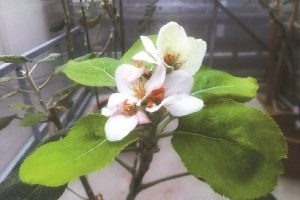 Isaac Newton Apple Tree Blossoms in Shanghai
