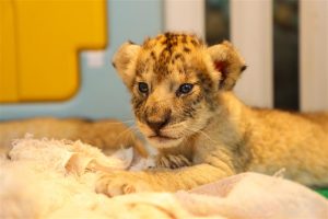 Shanghai Wild Animal Park Seeks Names for New Baby Animals