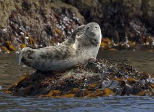 Spotted Seals Released into the Sea in Dalian
