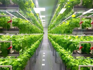 Vertical Farming Increases Yields Globally