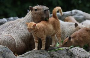 Malaysian Zoo's Adopted Cat Goes Viral Online