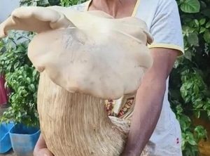 Villager Discovers 3.2kg Giant Fungus in Yunnan