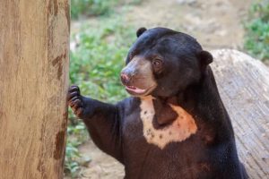 Zoo Rejects Claims That Some of Its Bears Are Zoo Keepers Wearing Costumes