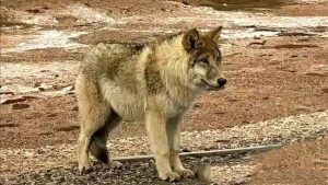 Wild Wolf Transforms into "Pet Dog"