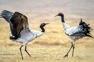 Black-Necked Cranes Arrive in Yunnan for Wintering Period