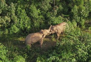 Elephants Spotted Playing in Yunnan Province