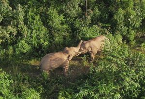 Elephants Spotted Playing in Yunnan Province