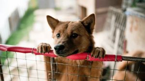 Forever Homes for Stray Pets Found at 'Shanghai Adoption Day'