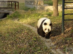 Tianjin Zoo Giant Panda Enclosure Reopens After Renovation
