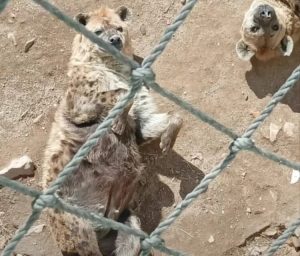 Netizens Bemused by Weihai Zoo’s Fat Animals