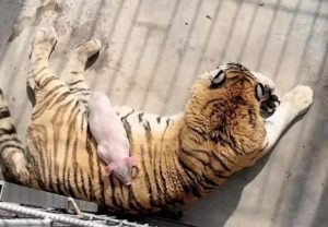 Pig Caught Sleeping on Tiger