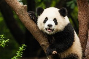 50 Giant Pandas to Live in Beijing Base from Next Year