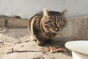 Man Receives 240,000 Yuan Compensation After Stray Cat Trip
