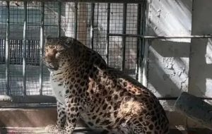 "Officer Clawhauser" Leopard Sparks Debate Over Overfeeding at China's Zoos