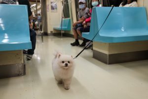 Pets Ride the Metro in Taipei