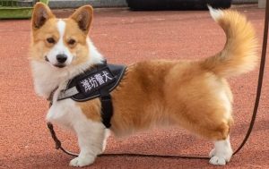 First Corgi Police Dog Debuts in China