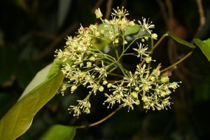 Hobbyists Embark on Mission to Discover New and Lost Flora