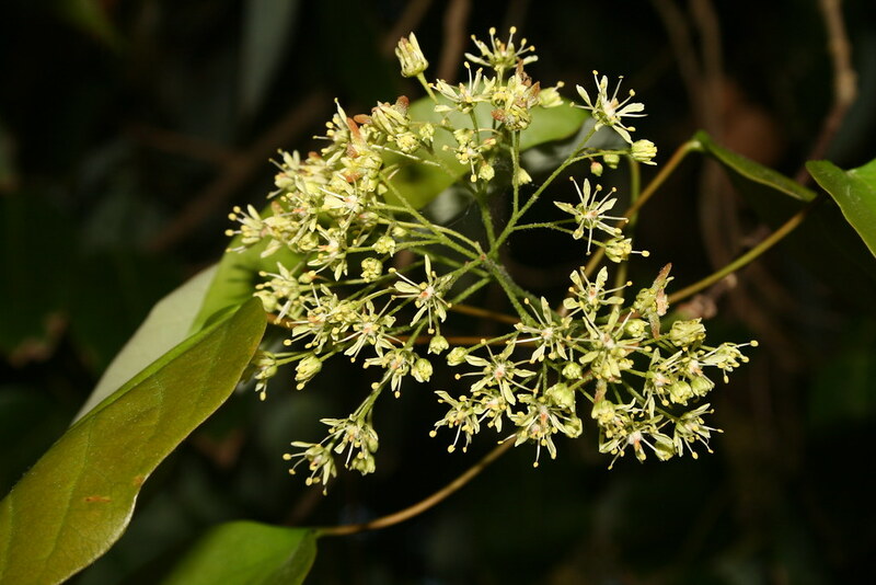Hobbyists Embark on Mission to Discover New and Lost Flora