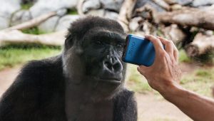 Zoo Asks Visitors to Not Show Mobile Phones to Chimpanzees