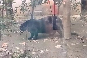 Chengdu Zoo Criticised for Overweight Animals