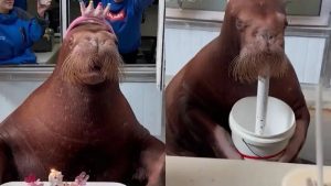 Chinese Zoo Holds Birthday Party for Walrus