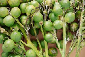 Hainan's Betel Nut Sellers Suffer from Downturn in Sales