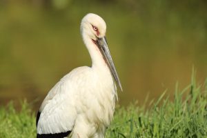 Photographer in Harbin Captures Return of Oriental White Storks
