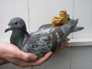 Pigeon Whistle Racing Underway in Taiwanese City