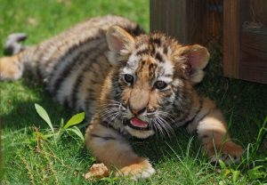 Young Tiger Draws Crowds at Shanghai Zoo