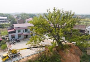 300-Year-Old Tree Given Second Chance at Life