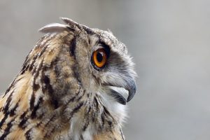 Efforts in Beijing to Assist Local Birds of Prey