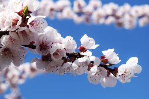 Jilin University Hosts Annual Apricot Festival
