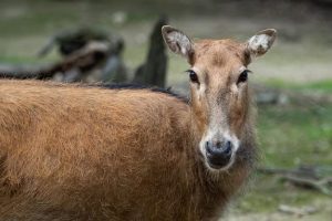 Milu Deer Make New Home in Tianjin