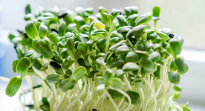 Pulling on the sprouts to make them grow faster