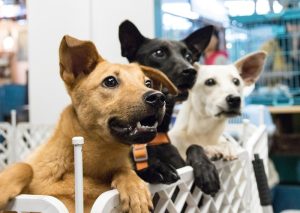 Shelter Opens in New Taipei to Promote Pet Adoption