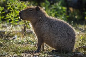 Capybara Returns After Escape from Zoo