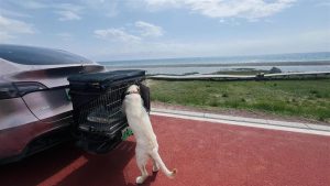 Chinese Man Travels Cross-Country with Carsick Dog