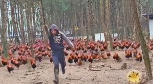 City Dwellers Return to Countryside Including "Chicken Commander" Farmer