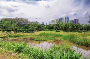 How Shanghai's Wetlands Are Woven Into Everyday Life